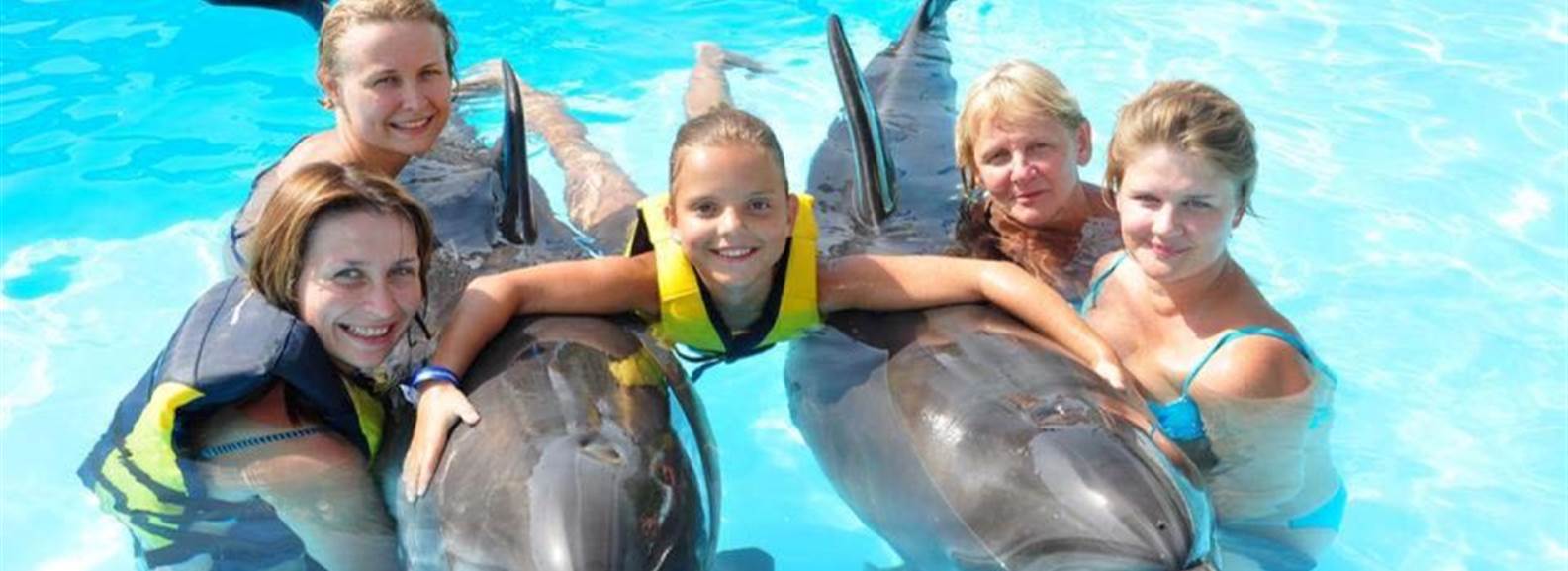 Swim with dolphins