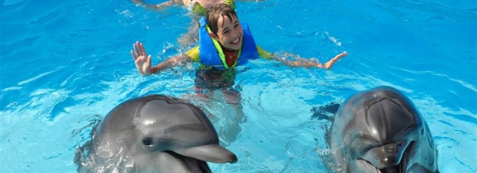 Swim with dolphins