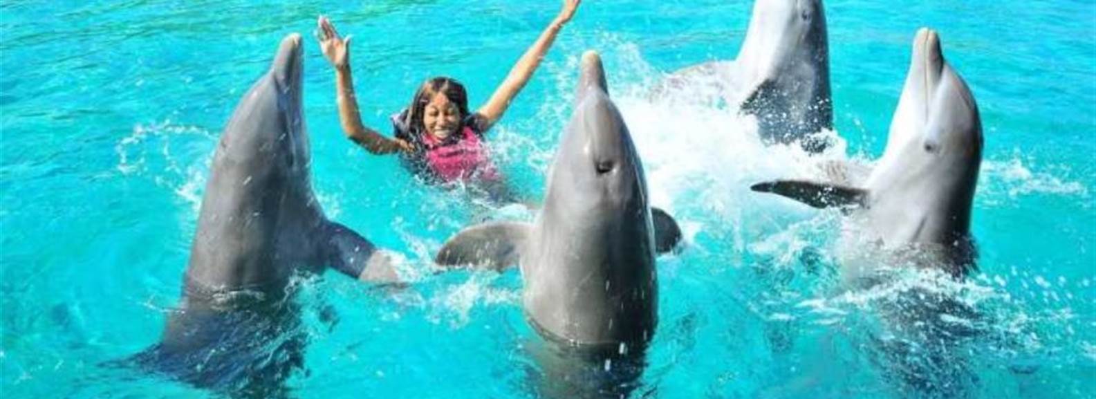 Swim with dolphins