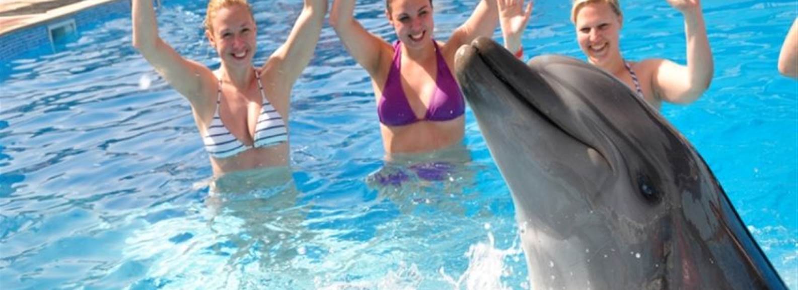 Swim with dolphins