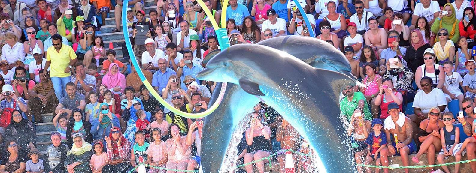 Dolphin Show