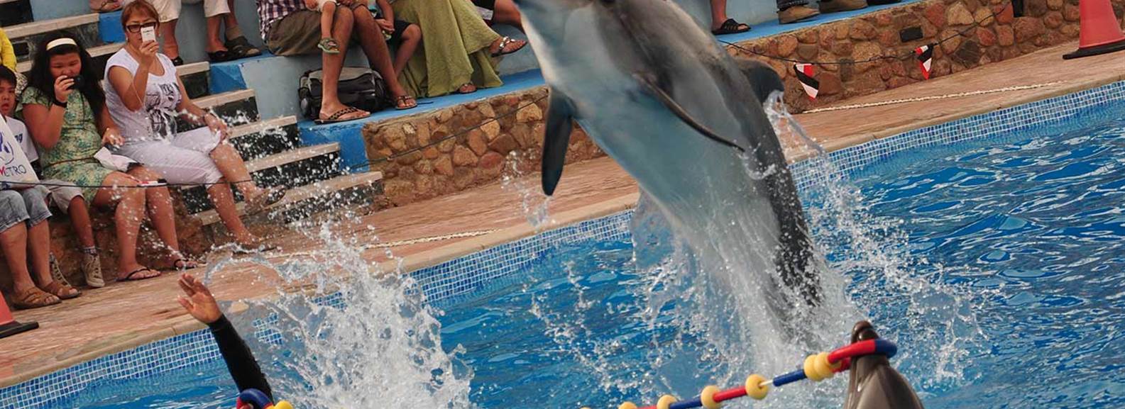 Dolphin Show