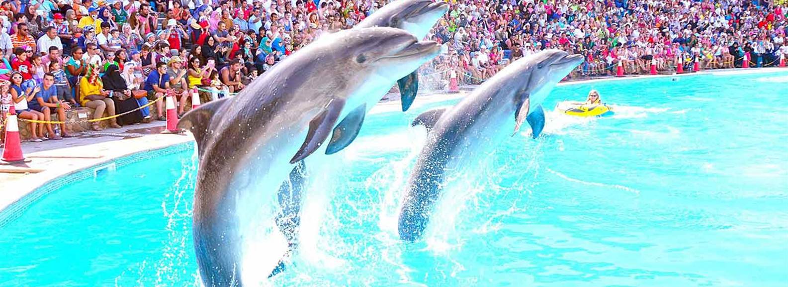 Dolphin Show