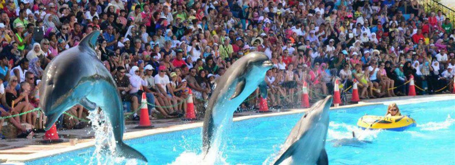 Dolphin Show