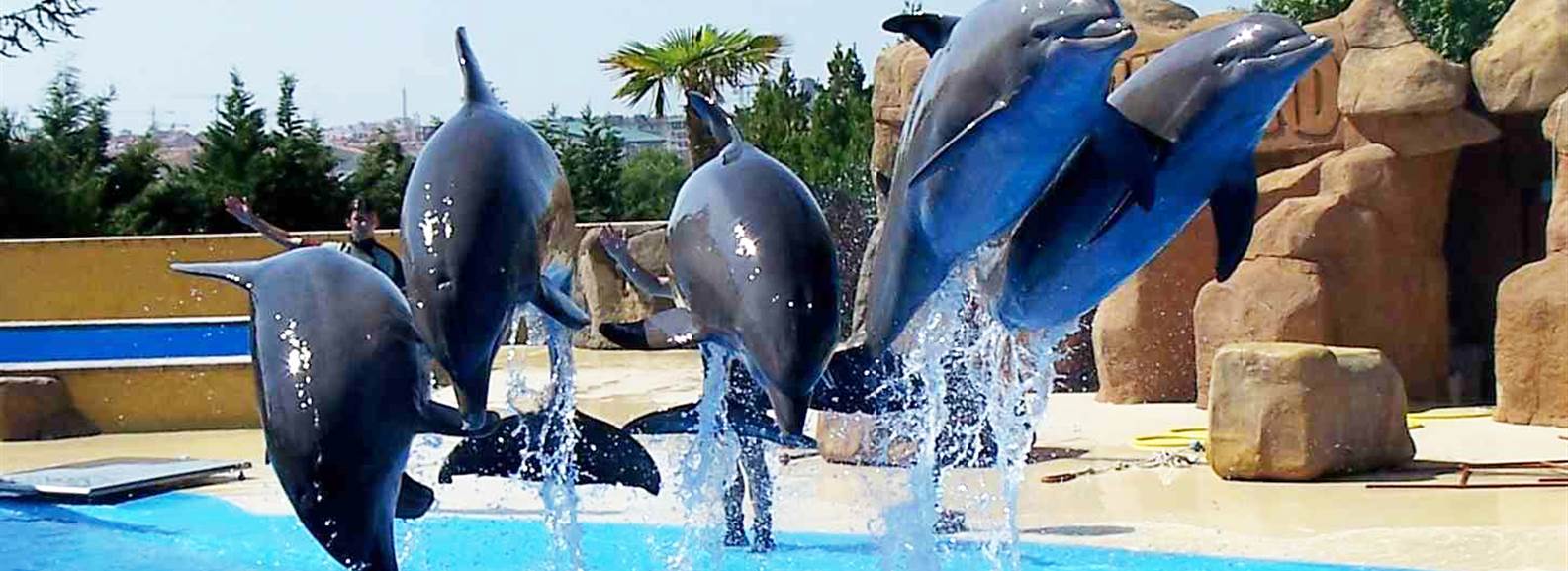 Dolphin Show