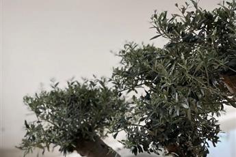 Arin Resort Bodrum 5*