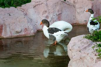 Armas Green Fugla Beach 4* Armas Green Fugla Beach 4*