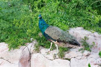 Armas Green Fugla Beach 4* Armas Green Fugla Beach 4*