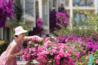 Arum Barut Collection