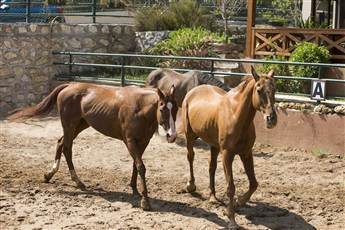 Bellis Deluxe Hotel 5* Bellis Deluxe Hotel 5*