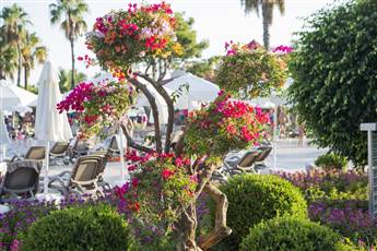 Bellis Deluxe Hotel 5* Bellis Deluxe Hotel 5*