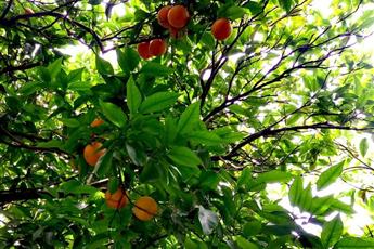 Castle Park Hotel Beldibi 3*