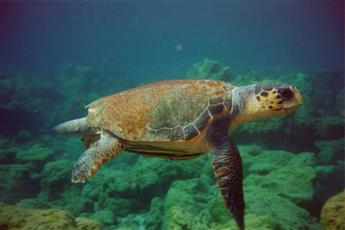 Charisma De Luxe Hotel 5*