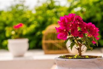 Club Beyy Resort Hotel 4*