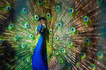 Club Hotel Turan Prince World 5*