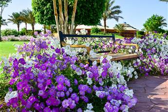 Desert Rose Resort 5*