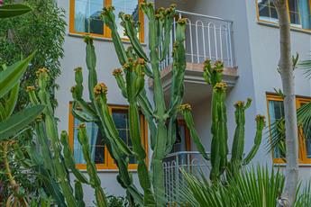 Dream of Oludeniz Hotel 4*