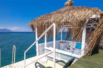 Gypsophila Club Marine