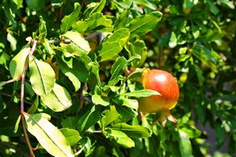 Irem Garden Hotel 4*