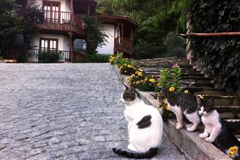 Montana Pine Resort 4*