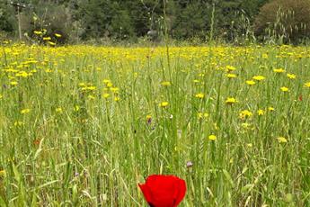 The Sarigerme Inn 4*