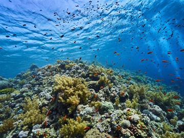 Sharm Discovery