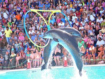 DOLPHIN SHOW - SSH 