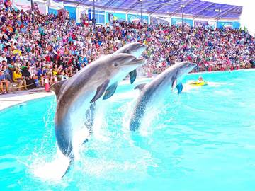 Dolphin Show