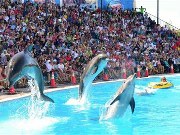 SWIMMING WITH DOLPHIN 15 MIN - SSH 