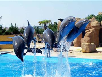 SWIMMING WITH DOLPHIN 30 MIN - SSH