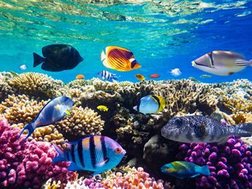Ras Mohamed & Local reef  by boat