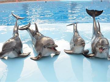 Dolphin Show - HRG