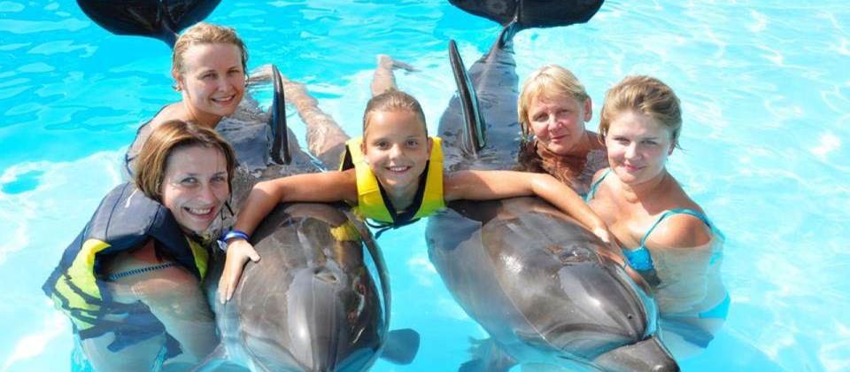 Swim with dolphins