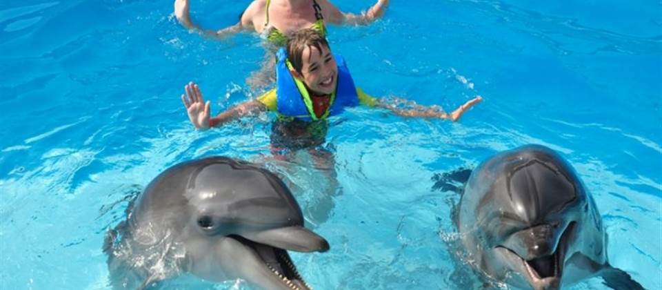 Swim with dolphins