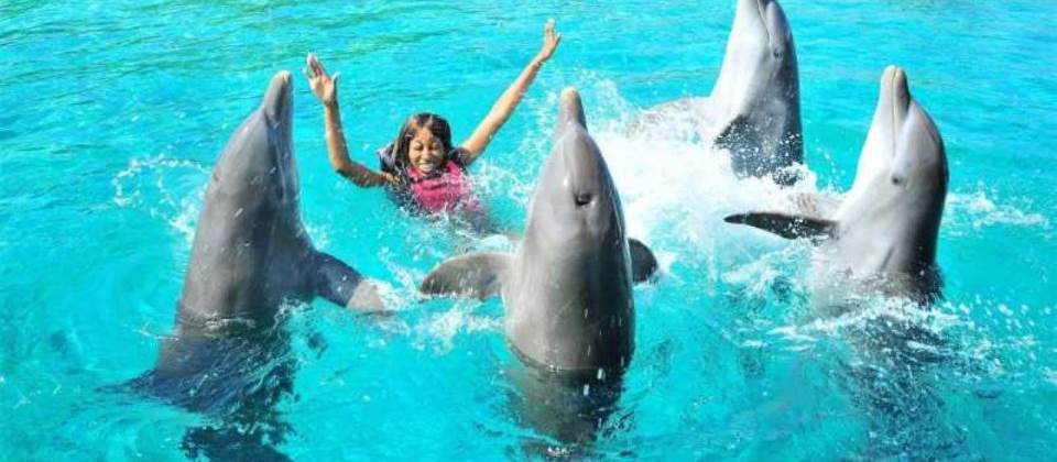 Swim with dolphins