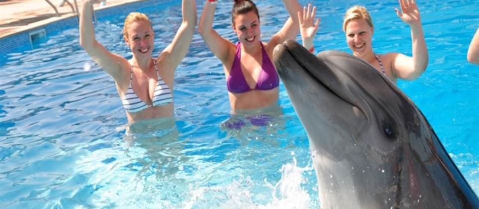 Swim with dolphins