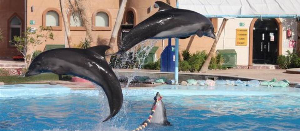 Dolphin Show