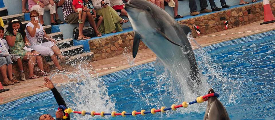 Dolphin Show