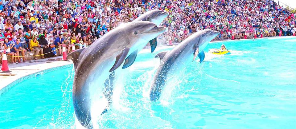 Dolphin Show