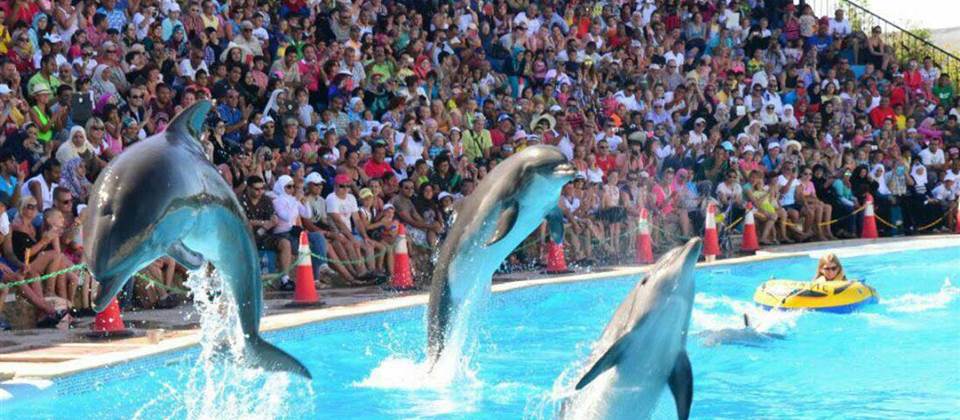 Dolphin Show