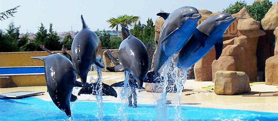 Dolphin Show