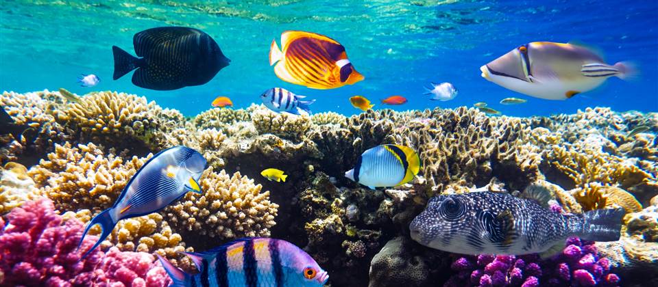 Ras Mohamed Snorkeling Sea trip Ras Mohamed Snorkeling Sea trip