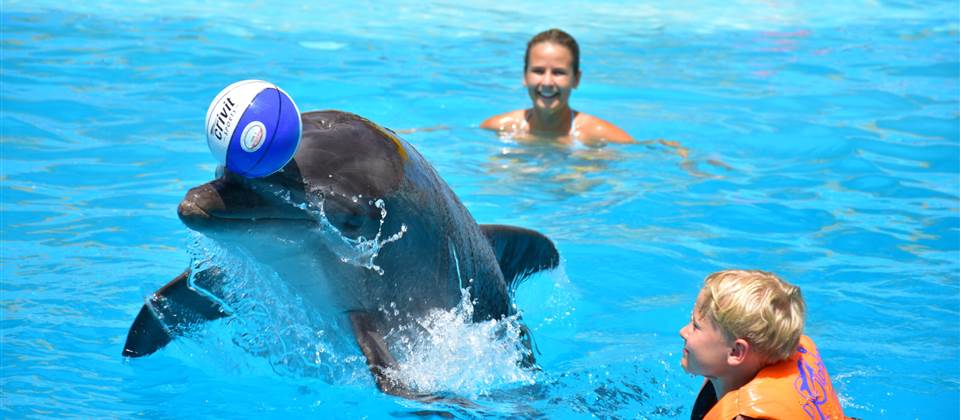 Dolphin Show - HRG