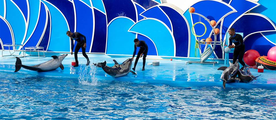 Dolphin Show - HRG