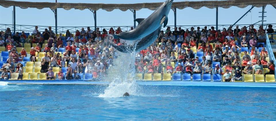 Dolphin Show - HRG