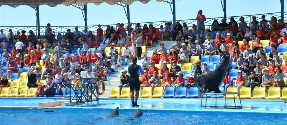 Dolphin Show - HRG