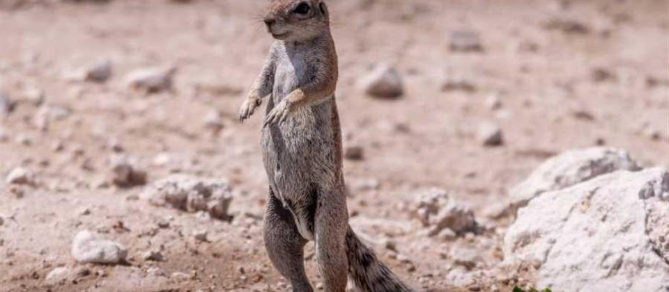 Wild Egypt & Wadi El Natrun Discovery Alamein