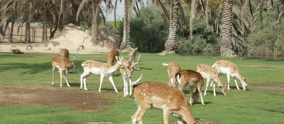 Wild Egypt & Wadi El Natrun Discovery Alamein