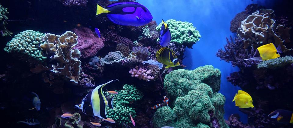 Aquarium Hurghada