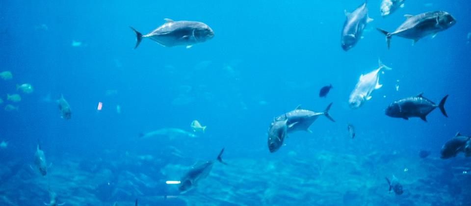 Aquarium Hurghada